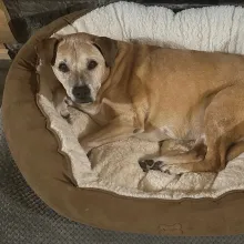 brown dog laying in bed