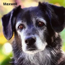 Maxwell