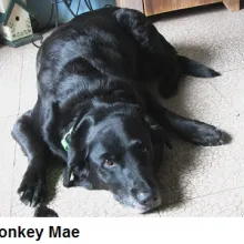 Monkey Mae