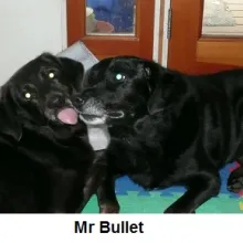 Mr. Bullet