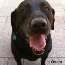 Oscar