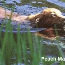 Peach Marie