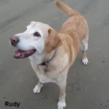 Rudy