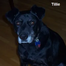 Tillie