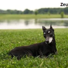 Zeus