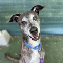 smiling black and white dog