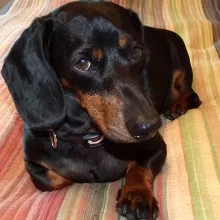 Black and tan Dachshund Duchess