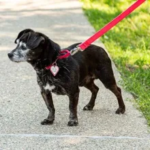 Black Chihuahua Shadow