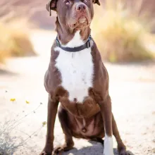 Dog in desert