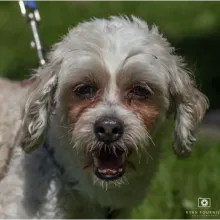 White dog with tan around the eyes. Has a blue leash and standing with grass in the background.