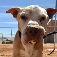 dog making eye contact with camera