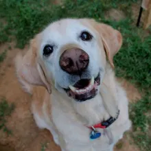 Yellow dog with white face sitting in grass.