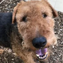 Close up of Airedale Terrier