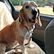 Belle riding in the car