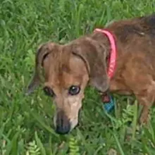 Sweet Pea Playing in the Grass