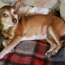 small brown dog showing belly