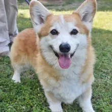 Corgi