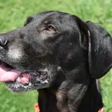 Black lab mix Dolly