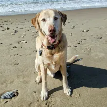 senior yellow lab