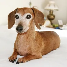 Ellie, the Dachshund, now deceased