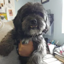 Grey Lhasa Apso Elvis