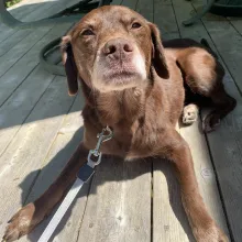 Chocolate lab mix Gianna