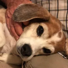 Close up of Gunner the beagle