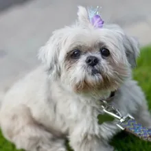 Lollie, the Shih Tzu, now deceased