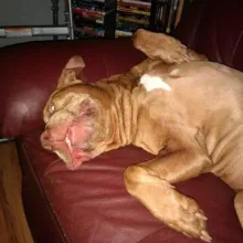 Red pit bull Otis laying upside down