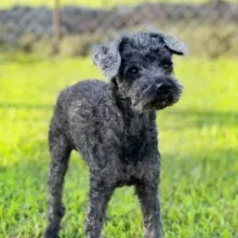 black poodle