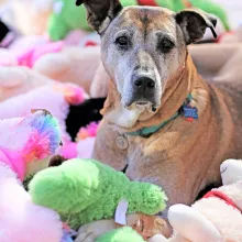 dog amongst stuffed animals