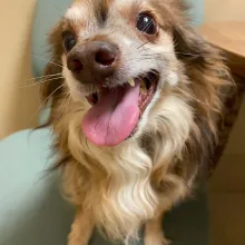 long haired chihuahua smiling