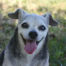 Small black and grey dog sitting on a blue blanket.