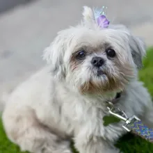 Lollie, a senior Shih Tzu