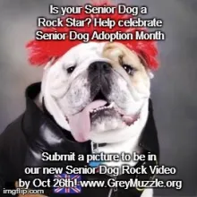 Is your senior dog a rock start. Help celebrate Senior Dog Adoption Month. Submit a picture to be in our new Senior Dog Rock Video by Oct. 26th.