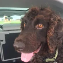 Brown dog with curly hair sitting in a car.