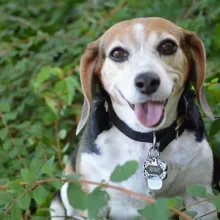 Tri color beagle with mouth open sitting among branches and green leaves