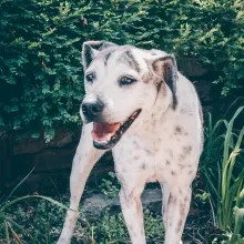 Large ,white dog standing in front of bushes.