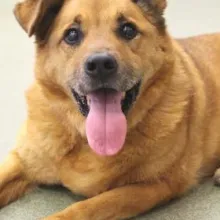 Large brown dog with one ear up and one down, turned toward camera with mouth open. The dog is laying on the floor.