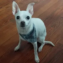 small white dog sitting