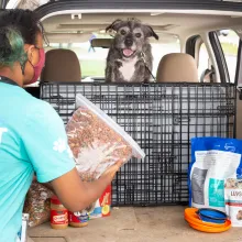 Dog in car