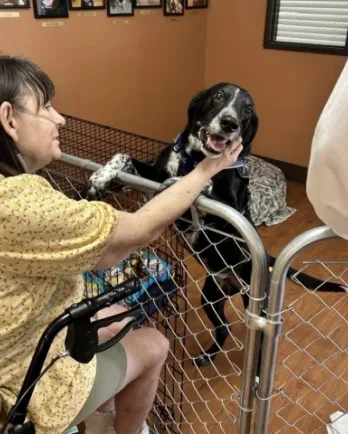 black and white dog with older woman