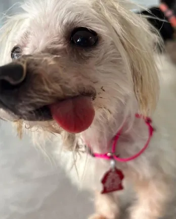 white dog with tongue sticking out close up