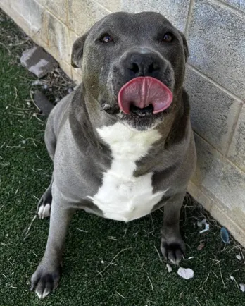 grey and white pitbull with tongue out