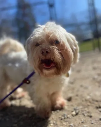 shih-tzu on leash