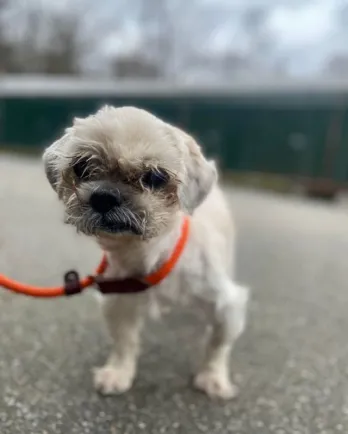 white dog on orange leash