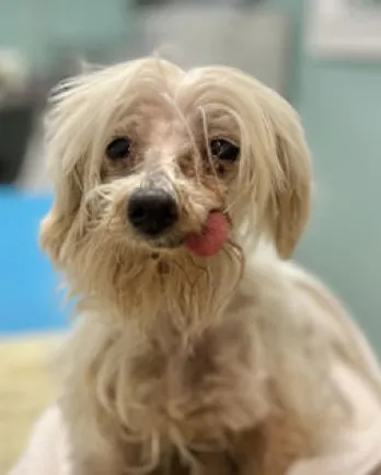 shaggy white dog with tongue sticking out