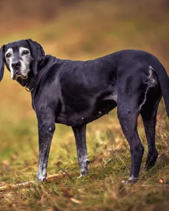 Black Senior Dog Outside