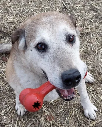 grey muzzled dog with red toy