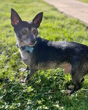 small black dog with grey face outside in the grass